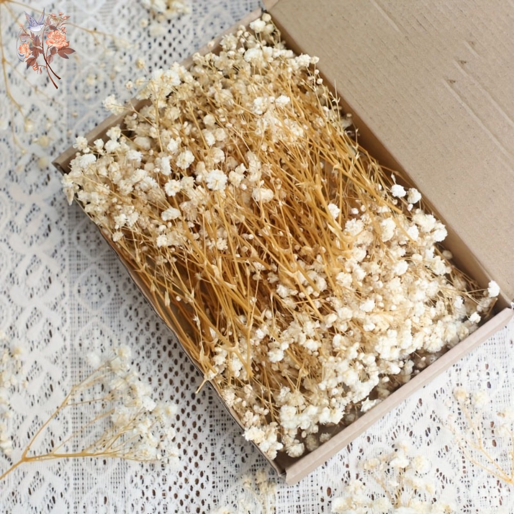 Dried Flower Bulk - 100 шт. миниатюрных сушеных цветов гипсофилы