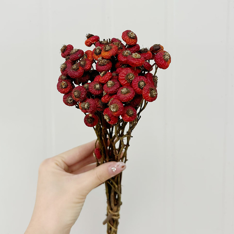 10 шт./пучок, сушеные цветы ши – обзор и цена Dried Flower Bulk