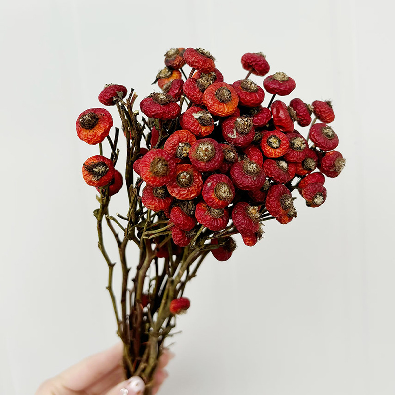 10 шт./пучок, сушеные цветы ши – обзор и цена Dried Flower Bulk