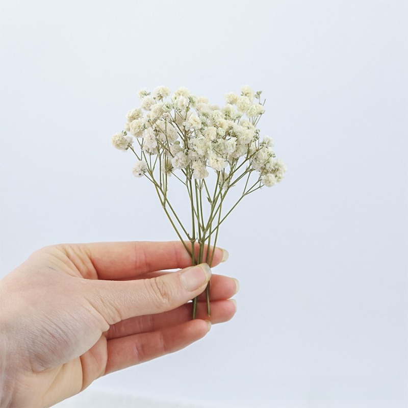 50 шт. натуральных сухих цвето – обзор и цена Dried Flower Bulk